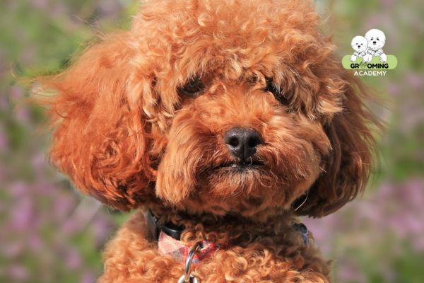 Đặc điểm bộ lông xoăn Poodle Đặc điểm bộ lông xoăn Poodle