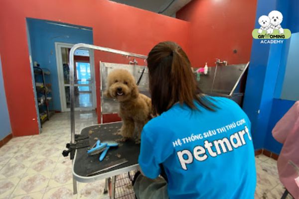 Dịch vụ cắt tỉa lông thú cưng tại PetMart Dịch vụ cắt tỉa lông thú cưng tại PetMart