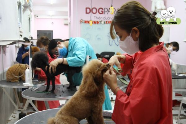 Dịch vụ chăm sóc thú cưng tại DogParadise Dịch vụ chăm sóc thú cưng tại DogParadise