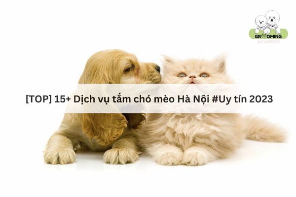 Dịch vụ tắm chó mèo ở Hà Nội Dịch vụ tắm chó mèo ở Hà Nội