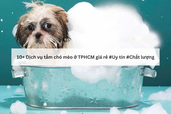Dịch vụ tắm chó tại nhà TPHCM Dịch vụ tắm chó tại nhà TPHCM
