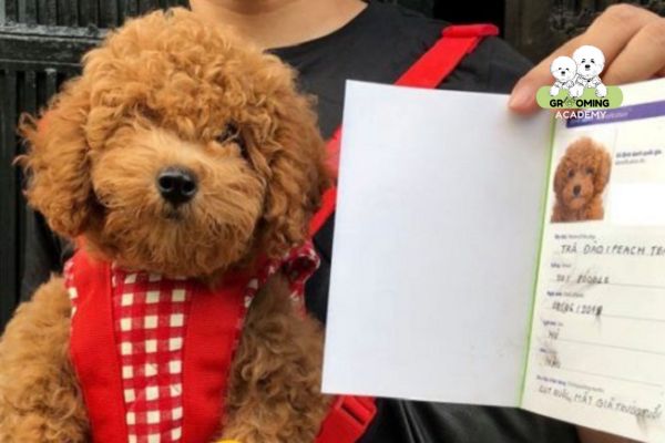 Giấy chứng nhận VKA Poodle thuần chủng Giấy chứng nhận VKA Poodle thuần chủng