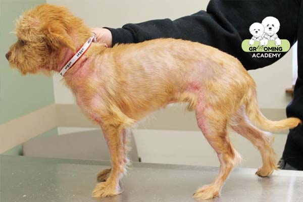Hình ảnh Poodle bị viêm da Hình ảnh Poodle bị viêm da
