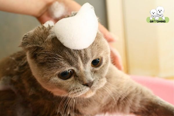 Sử dụng dịch vụ tắm thú cưng tại Hachiko Pet Sử dụng dịch vụ tắm thú cưng tại Hachiko Pet