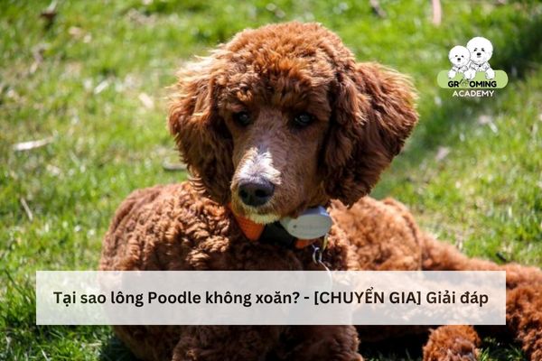 Tại sao chó poodle lông không xoăn? - Chuyên gia phân tích Tại sao chó poodle lông không xoăn? - Chuyên gia phân tích