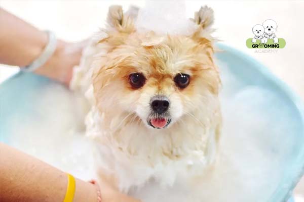 Tắm cho chó Phốc Sóc trước khi cạo lông Tắm cho chó Phốc Sóc trước khi cạo lông