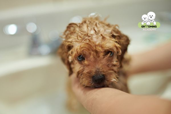 Tắm cho chó Poodle Tắm cho chó Poodle