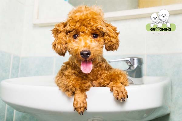 Tắm cho Poodle thường xuyên Tắm cho Poodle thường xuyên