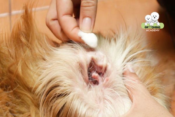 Vệ sinh tai cho chó Poodle Vệ sinh tai cho chó Poodle