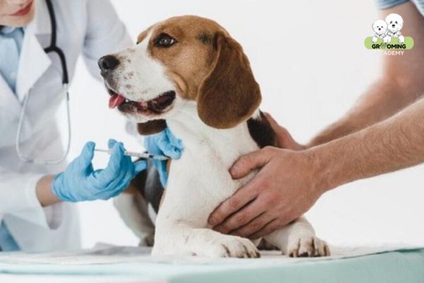Tiêm phòng thường xuyên sẽ giúp ngăn ngừa sự xuất hiện của ve chó Tiêm phòng thường xuyên sẽ giúp ngăn ngừa sự xuất hiện của ve chó