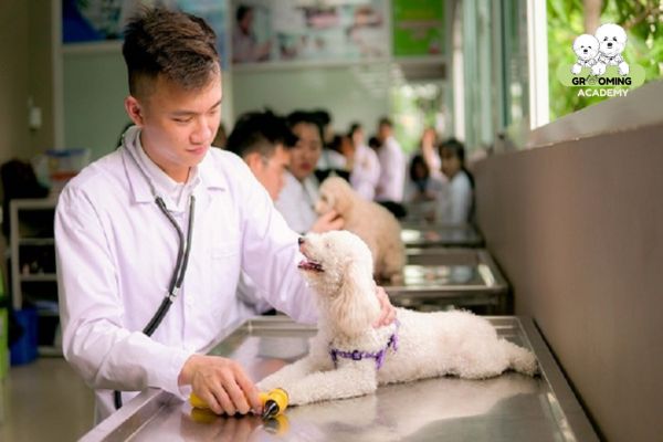 AEC Pet - nơi chăm sóc thú cưng uy tín, chất lượng AEC Pet - nơi chăm sóc thú cưng uy tín, chất lượng