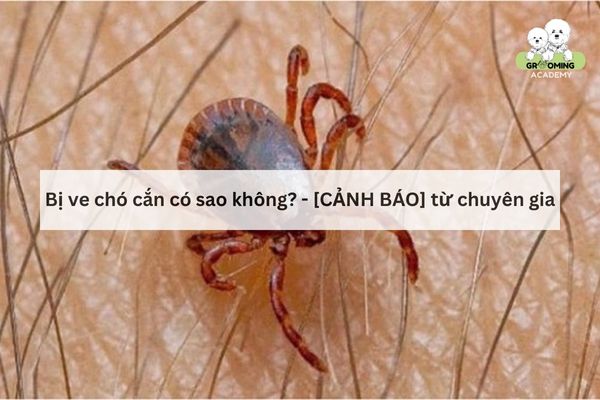 Giải đáp ve chó cắn người có sao không? Giải đáp ve chó cắn người có sao không?