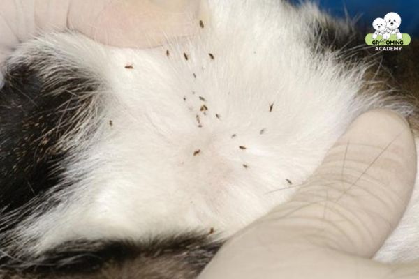 Bọ chét gây ngứa ở mèo Bọ chét gây ngứa ở mèo
