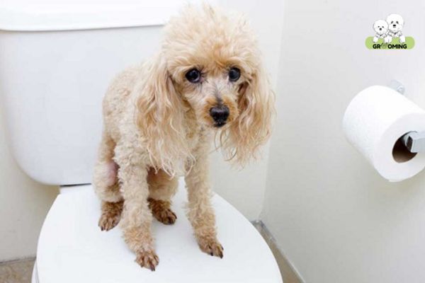 Chăm sóc và vệ sinh thường xuyên cho chú cún để phòng ngừa ve chó