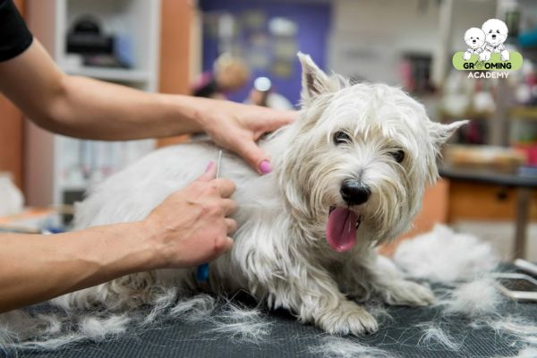 Dịch vụ tỉa lông chó tại Four Paws Dịch vụ tỉa lông chó tại Four Paws