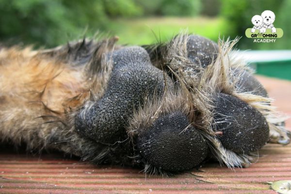 Kẽ chân chó bị sưng đỏ