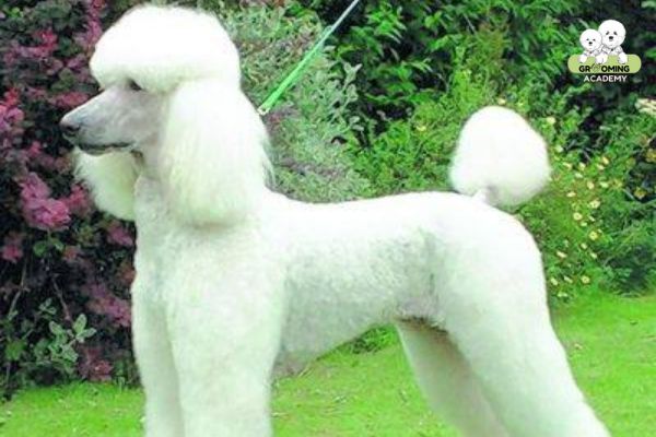 Kiểu cắt Lamb Cut Poodle Kiểu cắt Lamb Cut Poodle