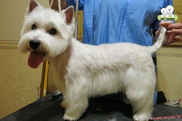 Kiểu cắt Skirted Terrier Kiểu cắt Skirted Terrier