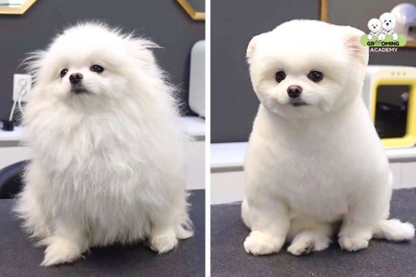 Kiểu cắt Teddy Bear cho chó Pomeranian Kiểu cắt Teddy Bear cho chó Pomeranian
