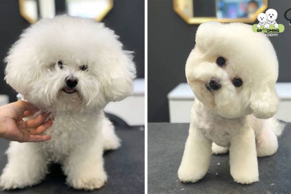 Kiểu cắt Teddy Bear Poodle Kiểu cắt Teddy Bear Poodle