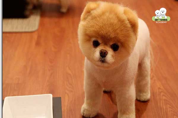 Tao hình Puppy cho chó Phốc Sóc Tao hình Puppy cho chó Phốc Sóc