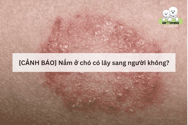 Bệnh nấm chó lây sang người không? Bệnh nấm chó lây sang người không?
