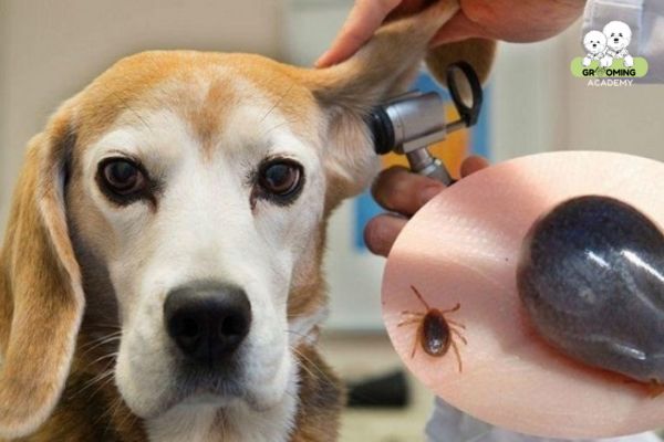 Nguyên nhân dẫn tới sự xuất hiện của ve chó Nguyên nhân dẫn tới sự xuất hiện của ve chó