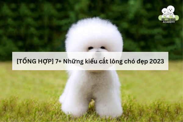 Các kiểu cắt lông chó Hot Trend hiện nay Các kiểu cắt lông chó Hot Trend hiện nay