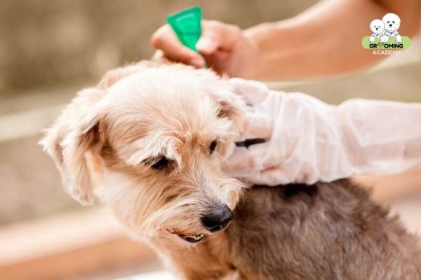 Phòng ngừa sự xuất hiện của ve chó là vô cùng quan trọng Phòng ngừa sự xuất hiện của ve chó là vô cùng quan trọng