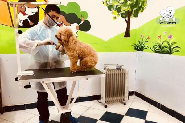 Quy trình cắt tỉa lông thú cưng