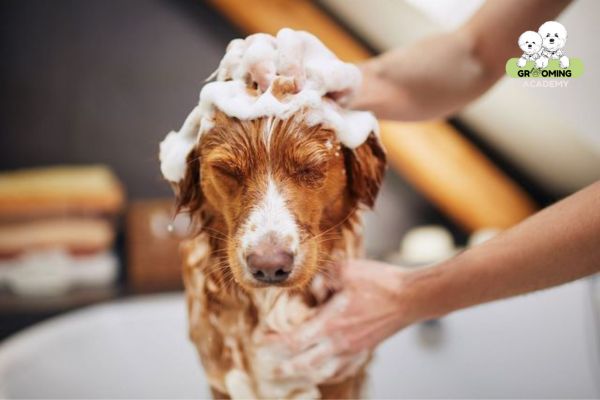 Tắm rửa sạch sẽ cho chó Tắm rửa sạch sẽ cho chó