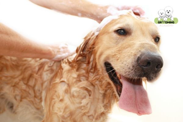 Tắm rửa vệ sinh sạch sẽ cho thú cưng Tắm rửa vệ sinh sạch sẽ cho thú cưng