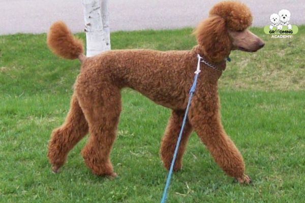 Tạo kiểu lông Sporting Cut cho Poodle Tạo kiểu lông Sporting Cut cho Poodle