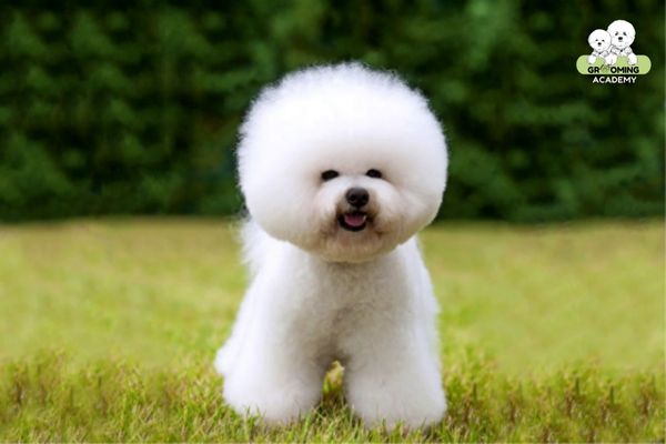Tạo kiểu Teddy Bear cho chó Bichon Frise Tạo kiểu Teddy Bear cho chó Bichon Frise