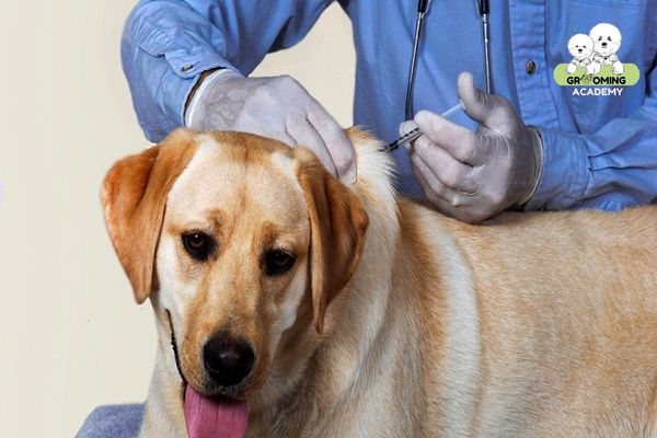 Tiêm thuốc trị ghẻ mủ cho chó Tiêm thuốc trị ghẻ mủ cho chó
