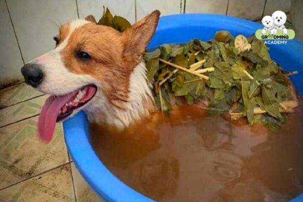 Trị viêm da chó cho bằng lá tự nhiên Trị viêm da chó cho bằng lá tự nhiên