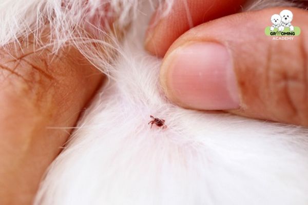 Ve chó có những tác hại thế nào? Ve chó có những tác hại thế nào?
