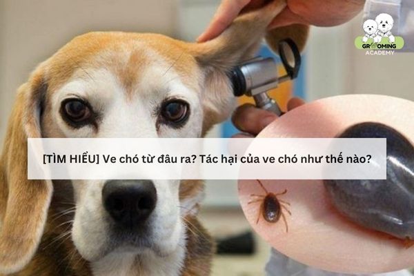 Ve chó chủ yếu sống kí sinh trên cơ thể chó mèo Ve chó chủ yếu sống kí sinh trên cơ thể chó mèo