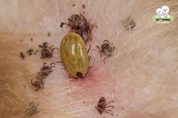 Ve gây ra các tổn thương ngoài da cho chó mèo Ve gây ra các tổn thương ngoài da cho chó mèo