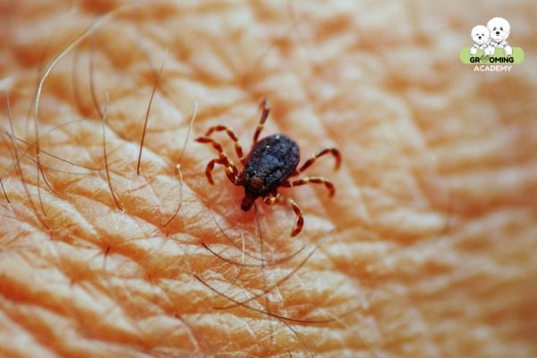Ve gây viêm nhiễm da ở người Ve gây viêm nhiễm da ở người