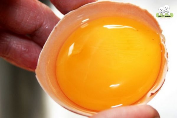 Lòng đỏ trứng gà rất tốt cho sự phát triển lông của mèo Lòng đỏ trứng gà rất tốt cho sự phát triển lông của mèo