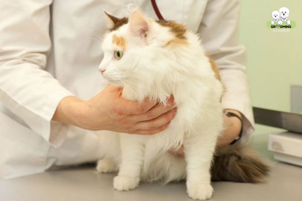Bạn nên cho mèo cưng đi khám thú y định kỳ Bạn nên cho mèo cưng đi khám thú y định kỳ