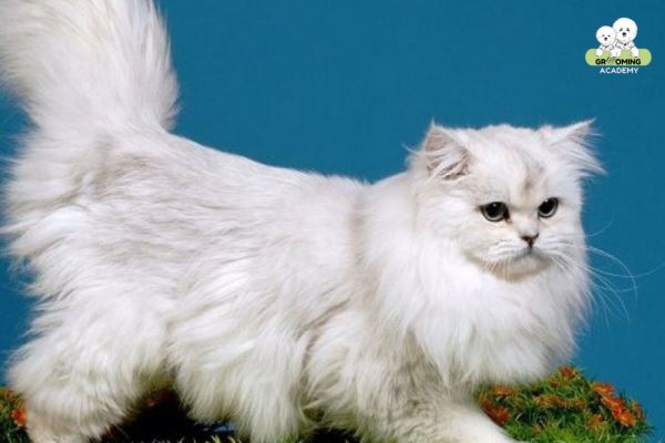 Điều trị sớm và đúng cách, mèo sẽ phục hồi khá nhanh Điều trị sớm và đúng cách, mèo sẽ phục hồi khá nhanh