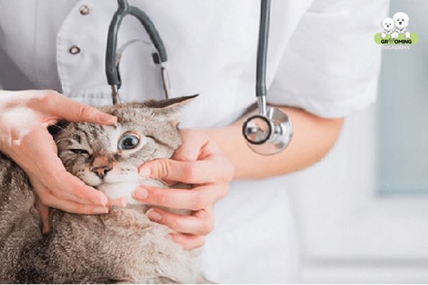 Đưa mèo đi khám sức khỏe định kỳ để phát hiện và điều trị kịp thời Đưa mèo đi khám sức khỏe định kỳ để phát hiện và điều trị kịp thời