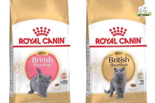 Hạt dinh dưỡng Royal Canin British Shorthair