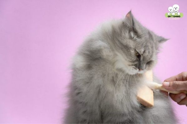 Mèo Anh lông dài cần được chải lông hàng ngày Mèo Anh lông dài cần được chải lông hàng ngày