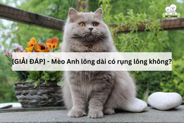 Mèo anh lông dài có rụng lông nhiều không? Mèo anh lông dài có rụng lông nhiều không?