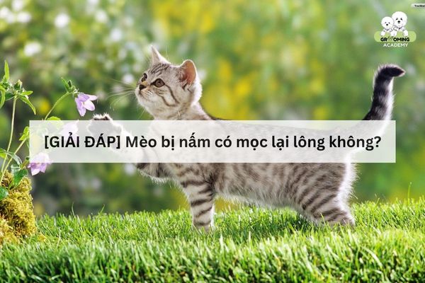 Mèo bị bệnh nấm da có mọc lại lông được không? Mèo bị bệnh nấm da có mọc lại lông được không?