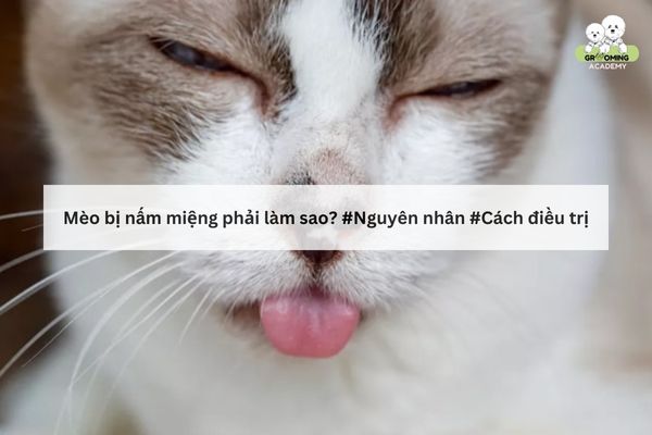 Biểu hiện mèo bị nấm quanh miệng Biểu hiện mèo bị nấm quanh miệng