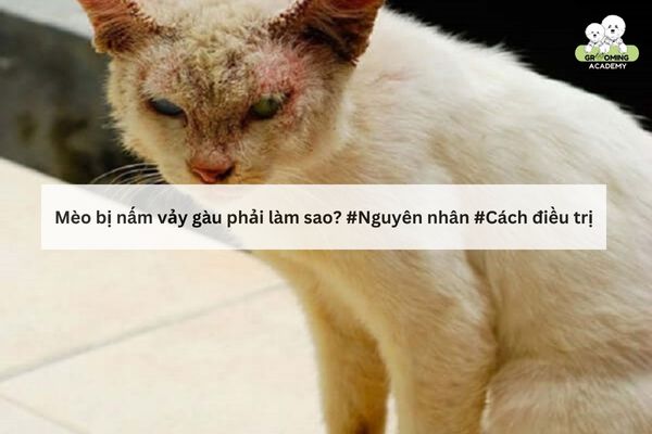 Nhận biết mèo bị vảy gàu Nhận biết mèo bị vảy gàu